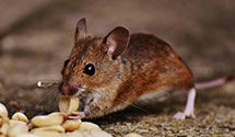 24 Hour & Emergency Exterminators in Northridge, CA